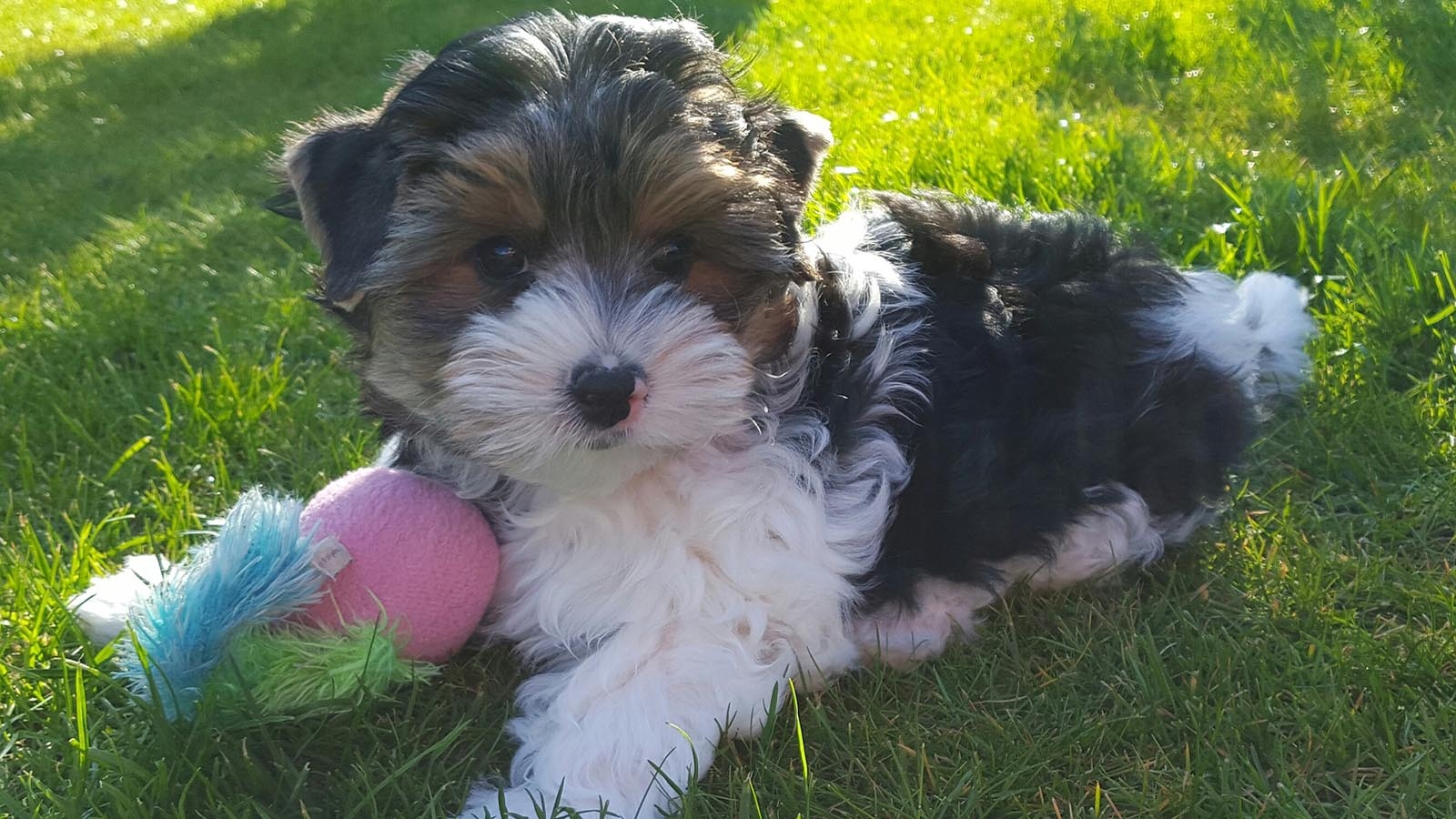 Biewer Terrier puppies for sale at Excell Pups — ethically bred, health-guaranteed